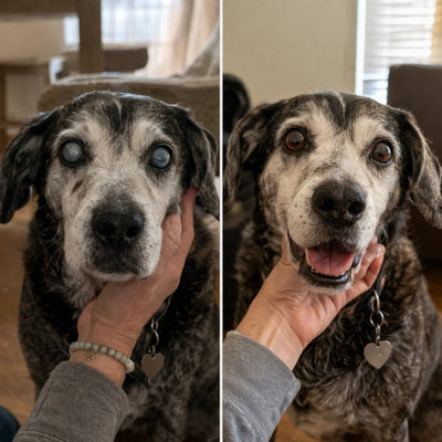 Dog Vision Supplement Drops